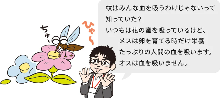 蚊はみんな血を吸うわけじゃないって知っていた？いつもは花の蜜を吸っているけど、メスは卵を育てる時だけ栄養たっぷりの人間の血を吸います。オスは血を吸いません。