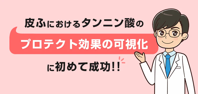 皮ふにおけるタンニン酸のプロテクト効果の可視化に初めて成功！！