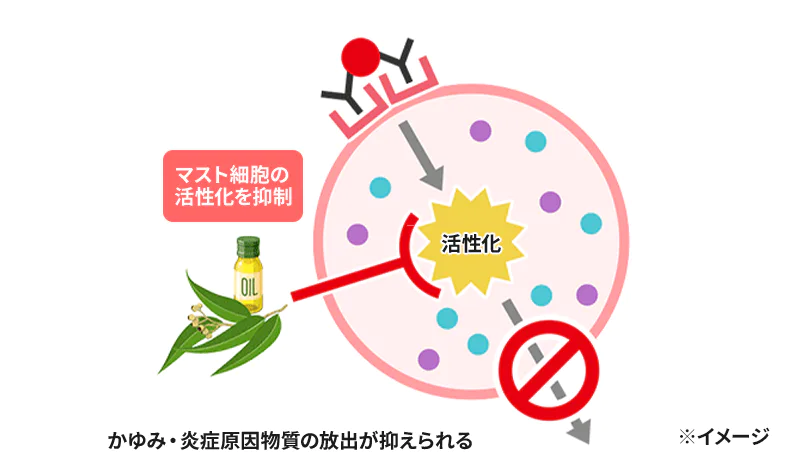 マスト細胞の活性化を抑制 かゆみ・炎症原因物質の放出が抑えられる