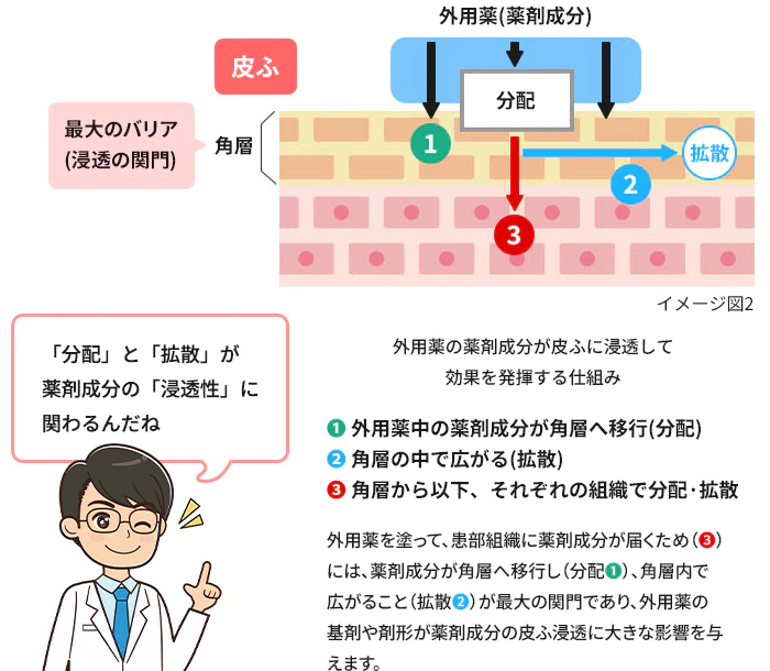 外用薬の薬剤成分が皮ふに浸透して効果を発揮する仕組み ①外用薬中の薬剤成分が角層へ移行（分配） ②角層の中で広がる（拡散） ③角層から以下、それぞれの組織で分配・拡散 外用薬を塗って、患部組織に薬剤成分が届くため（③）には、薬剤成分が角層へ移行し（分配①）、角層内で広がること（拡散②）が最大の関門であり、外用薬の基剤や剤形が薬剤成分の皮ふ浸透に大きな影響を与えます。 「分配」と「拡散」が薬剤成分の「浸透性」に関わるんだね