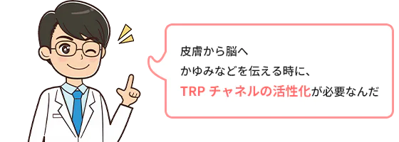 皮膚から脳へかゆみなどを伝える時に、TRPチャネルの活性化が必要なんだ