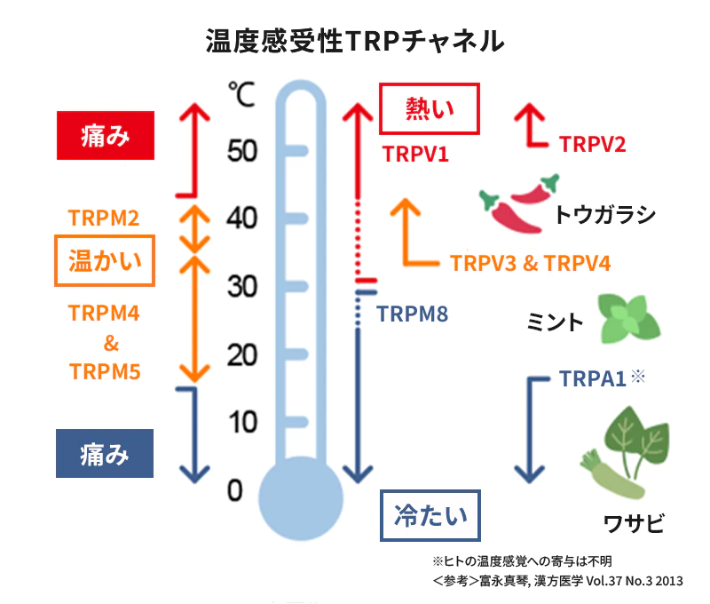 温度感受性TRPチャネル