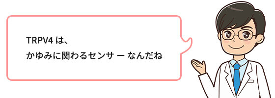 TRPV4は、かゆみに関わるセンサーなんだね