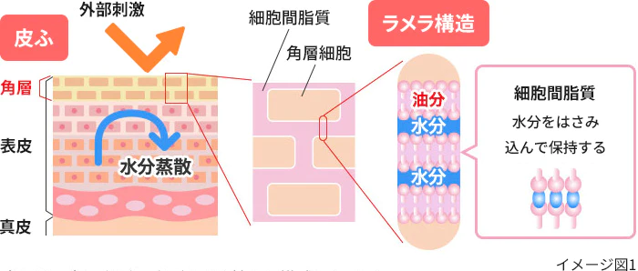 角層の構造のイメージ