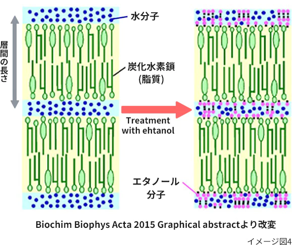 Biochim Biophys Acta 2015 Graphical abstractより改変