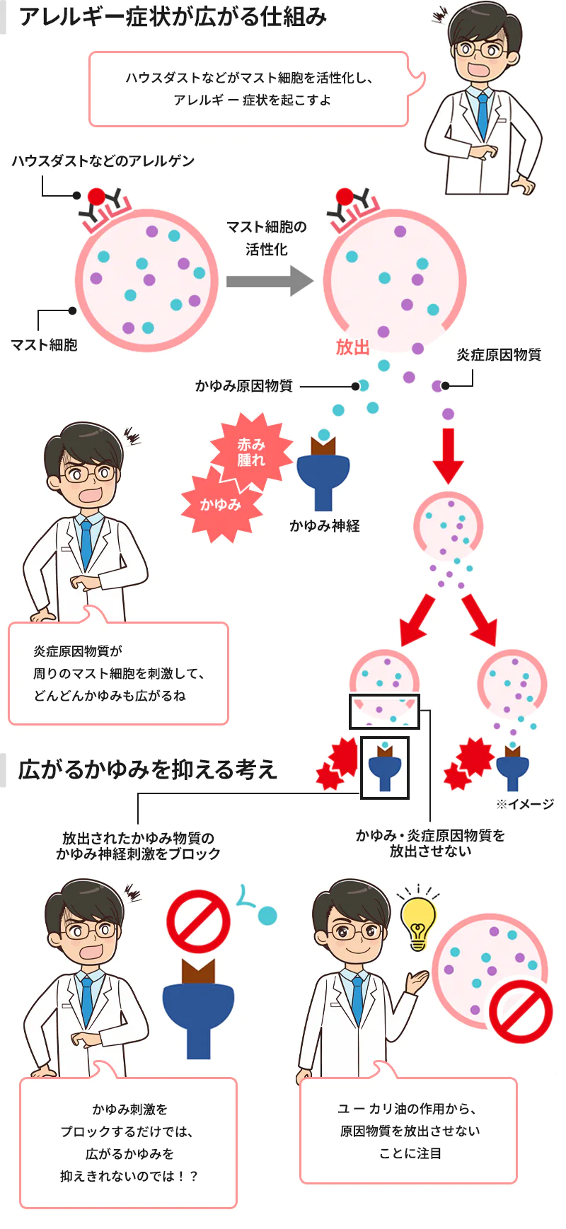 アレルギー症状が広がる仕組み ハウスダストなどがマスト細胞を活性化し、アレルギー症状を起こすよ ハウスダストなとのアレルゲン マスト細胞 マスト細胞の活性化 かゆみ原因物質・炎症原因物質の放出 かゆみ神経 赤み 腫れ かゆみ 炎症原因物質が周りのマスト細胞を刺激して、どんどんかゆみも広がるね 広がるかゆみを抑える考え 放出されたかゆみ物質のかゆみ神経刺激をプロック かゆみ・炎症原因物質を放出させない かゆみ刺激をプロックするだけでは、広がるかゆみを抑えきれないのでは！？ ユーカリ油の作用から、原因物質を放出させないことに注目