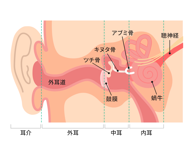 耳の構造の図